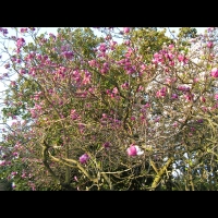 Magnolia cv Inconnu (fam Magnoliacees) (03)